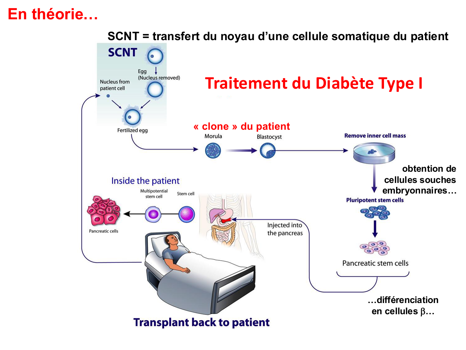 Cellules souches et thérapie cellulaire page 28