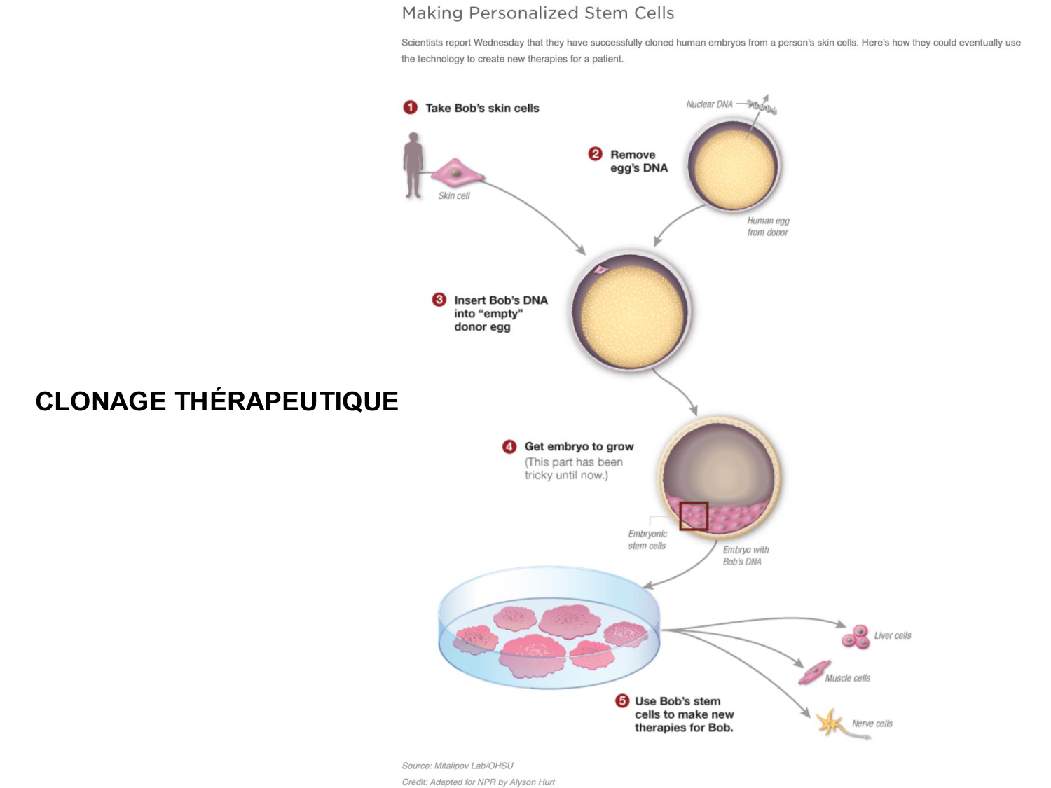 Cellules souches et thérapie cellulaire page 30