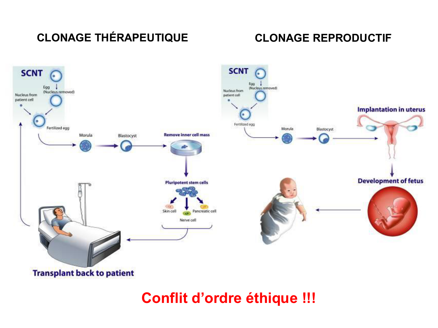 Cellules souches et thérapie cellulaire page 31