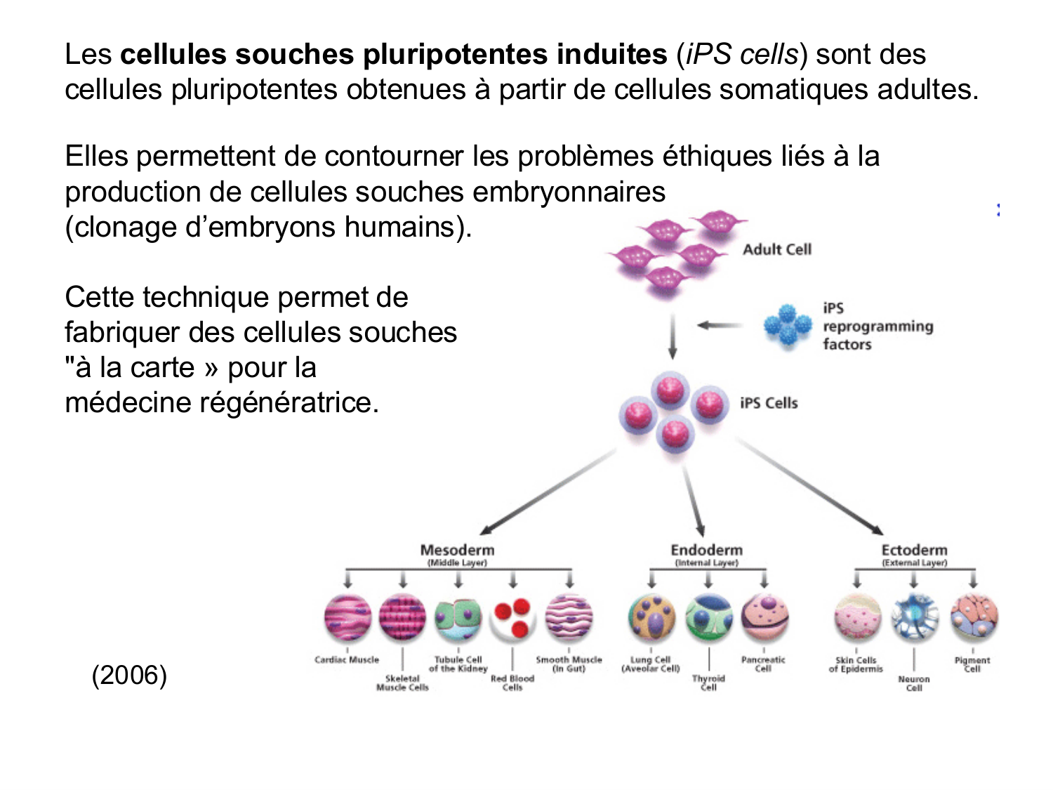 Cellules souches et thérapie cellulaire page 32