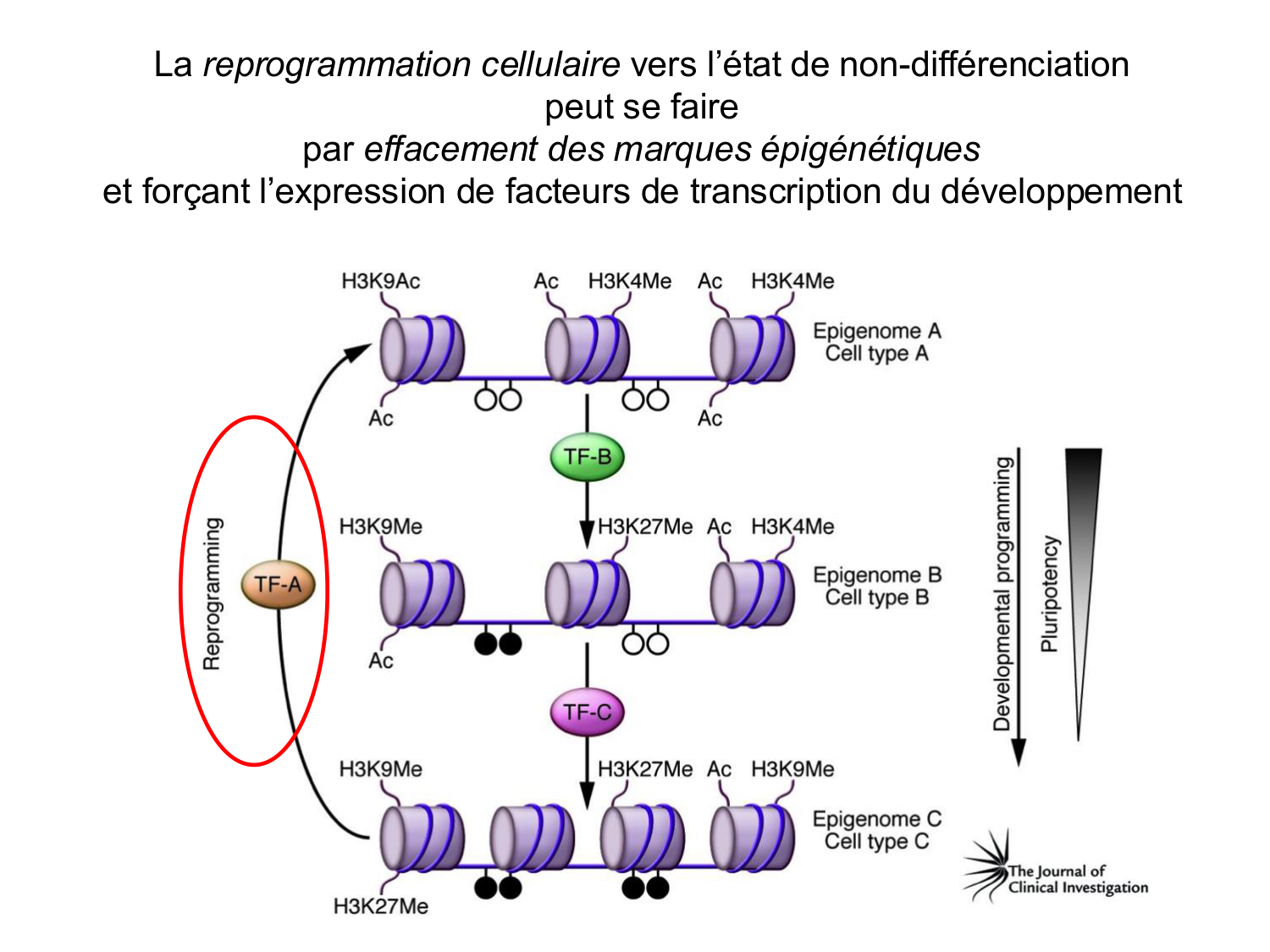 Cellules souches et thérapie cellulaire page 33