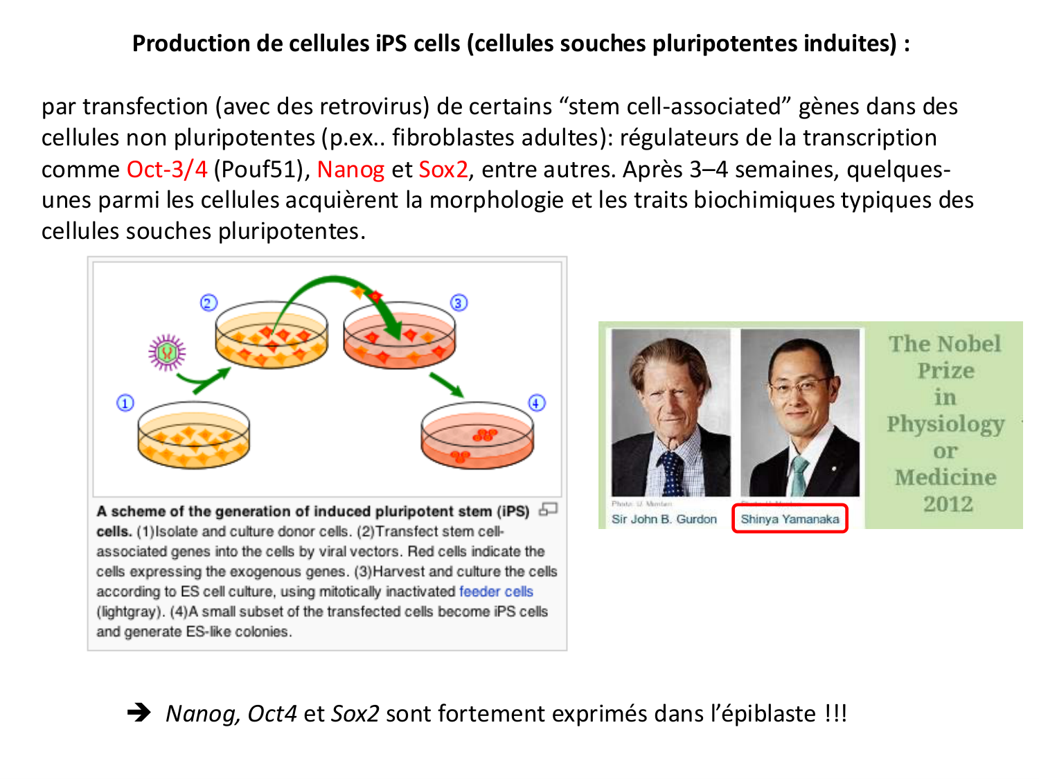 Cellules souches et thérapie cellulaire page 34