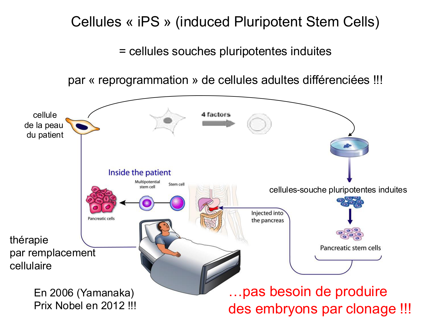 Cellules souches et thérapie cellulaire page 36