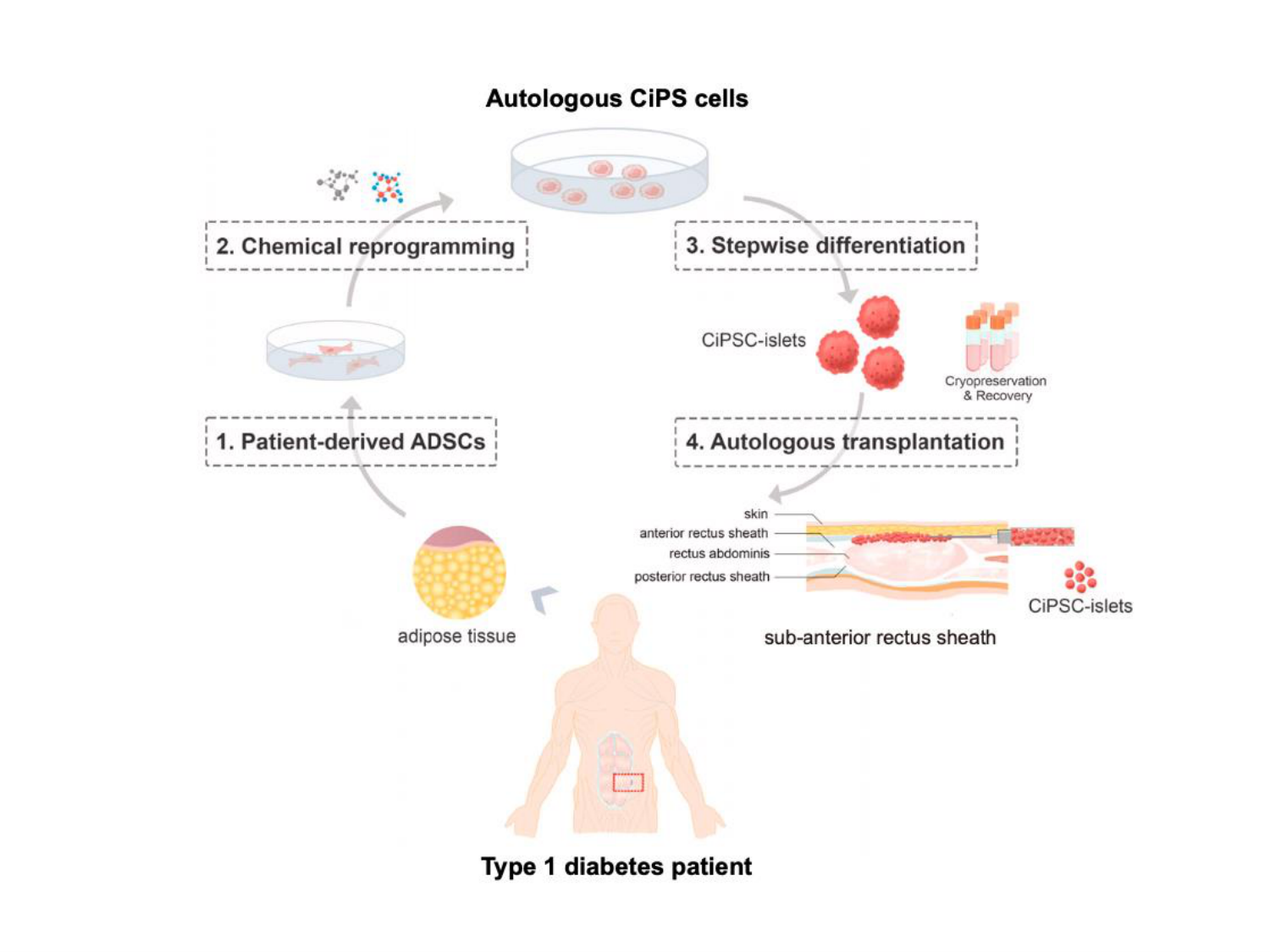 Cellules souches et thérapie cellulaire page 39
