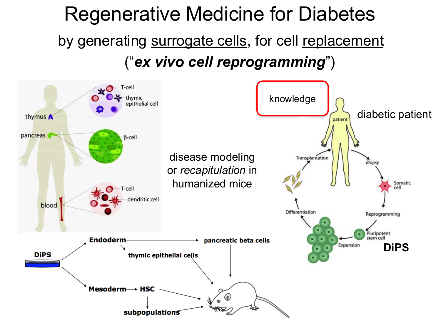 Cellules souches et thérapie cellulaire page 40