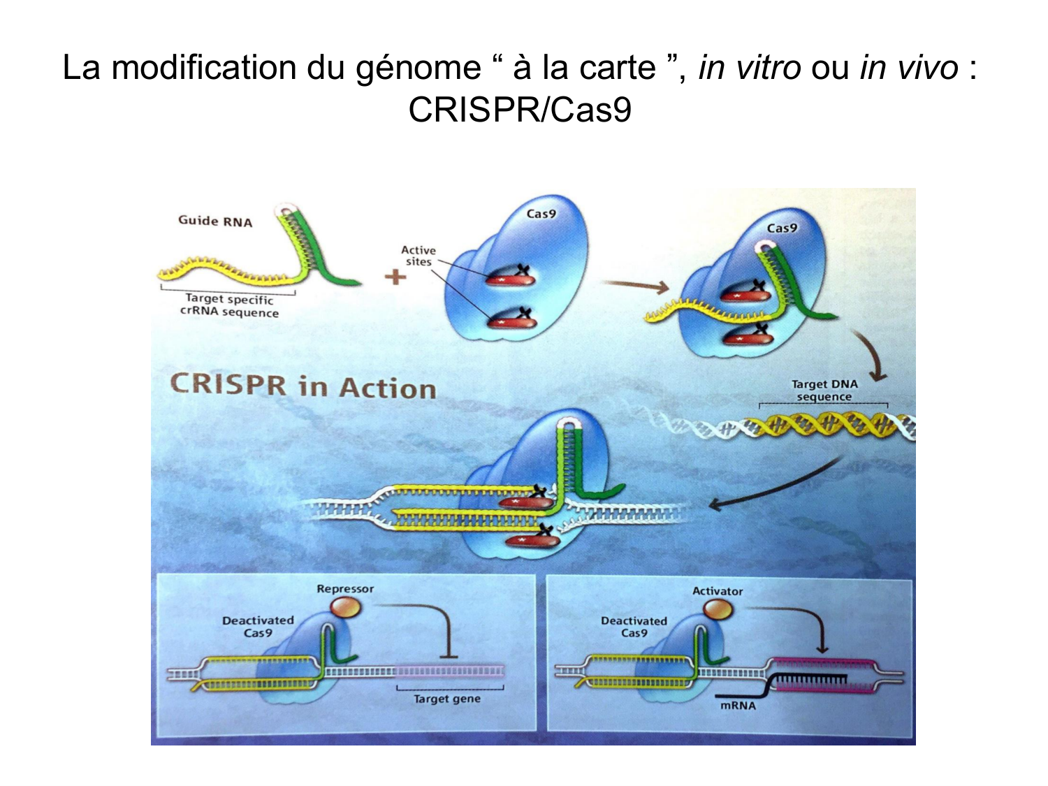 Cellules souches et thérapie cellulaire page 45