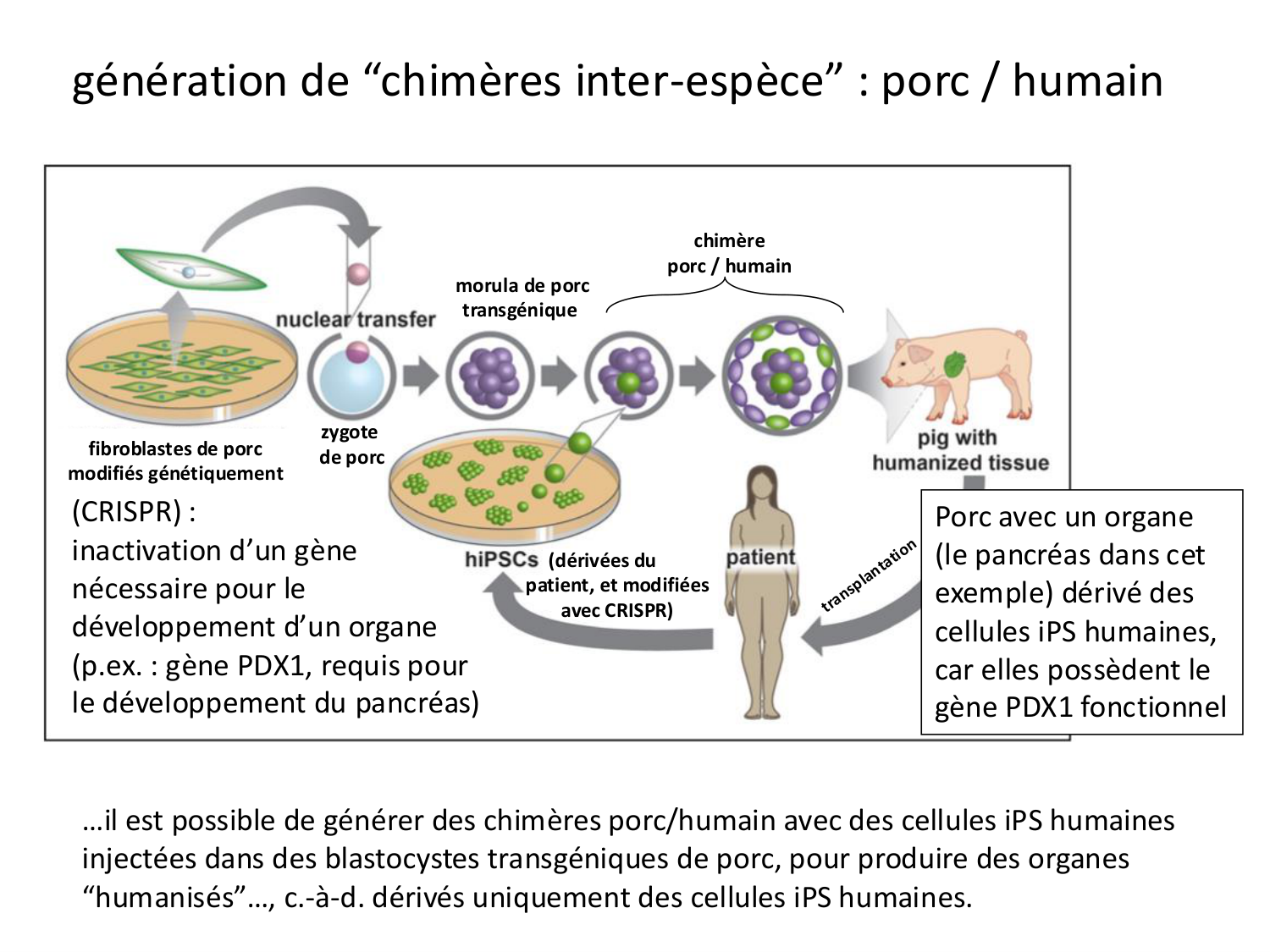 Cellules souches et thérapie cellulaire page 51