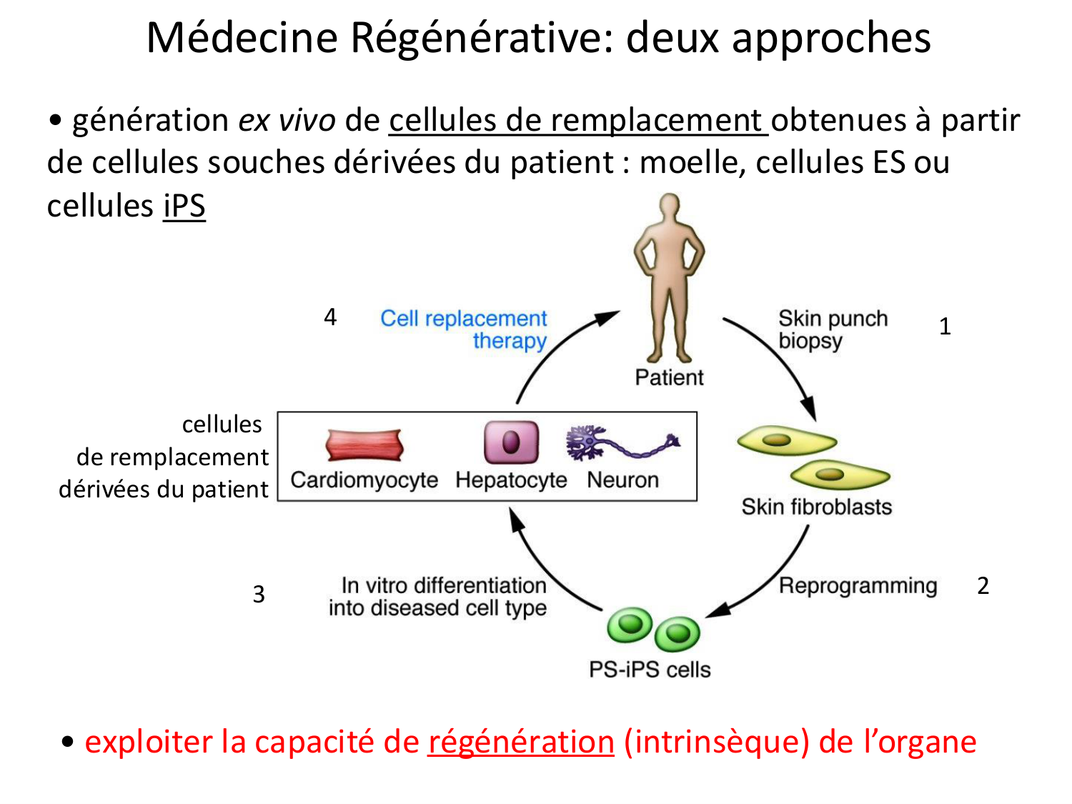 Cellules souches et thérapie cellulaire page 52