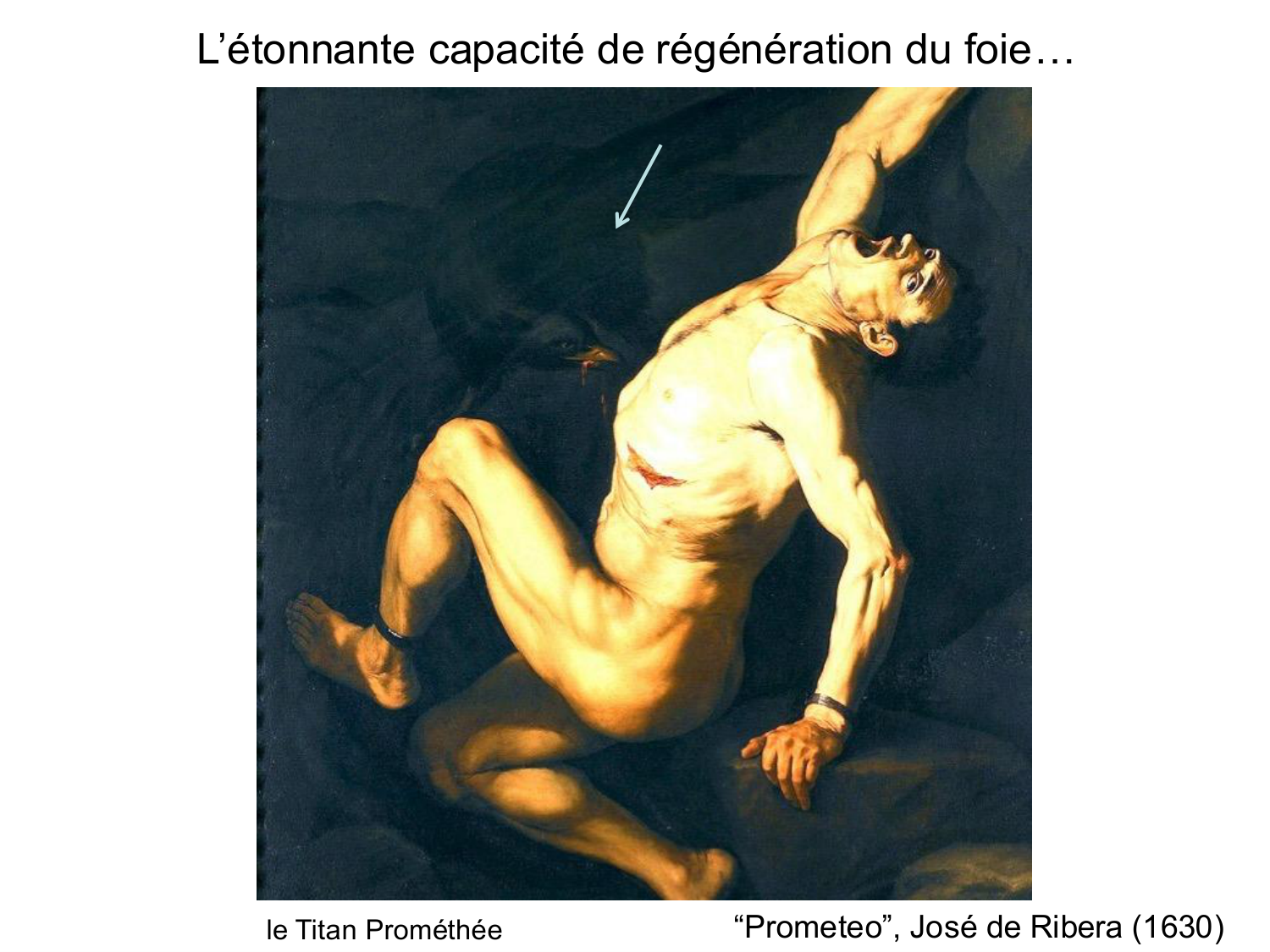 Cellules souches et thérapie cellulaire page 53