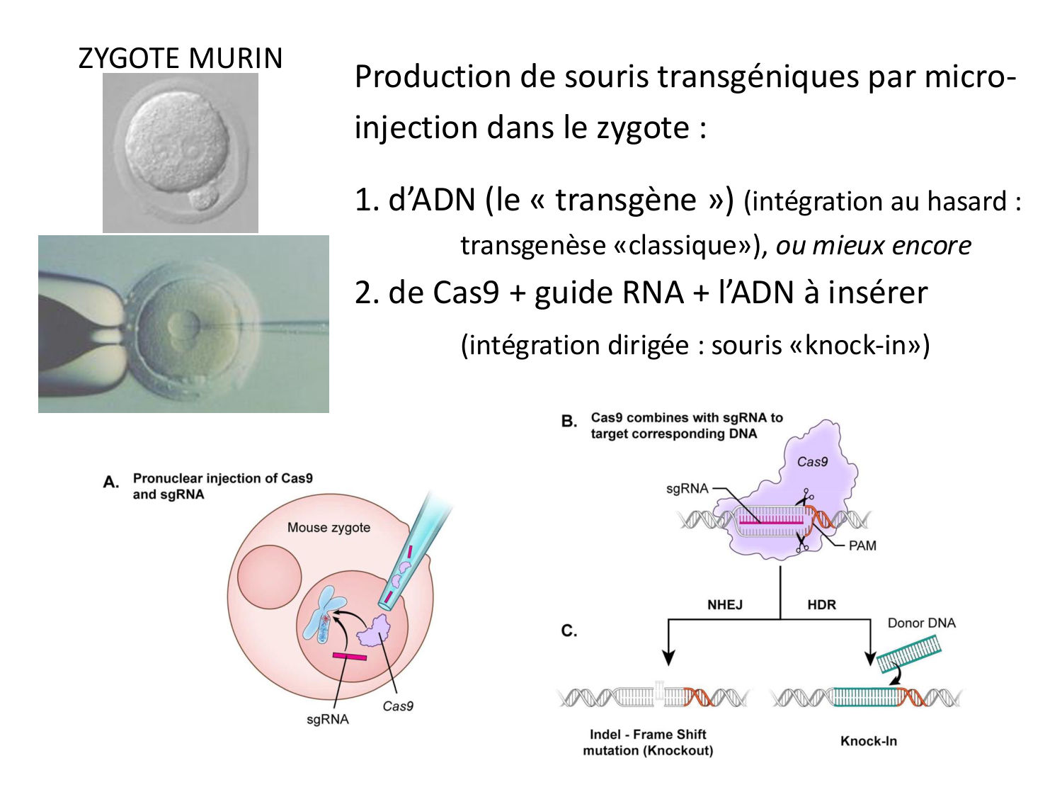 Cellules souches et thérapie cellulaire page 57