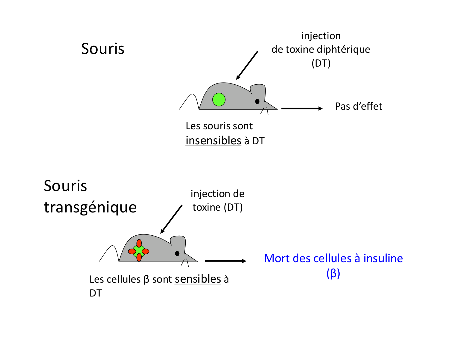Cellules souches et thérapie cellulaire page 58