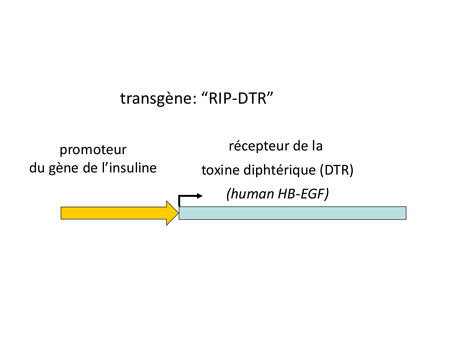 Cellules souches et thérapie cellulaire page 59