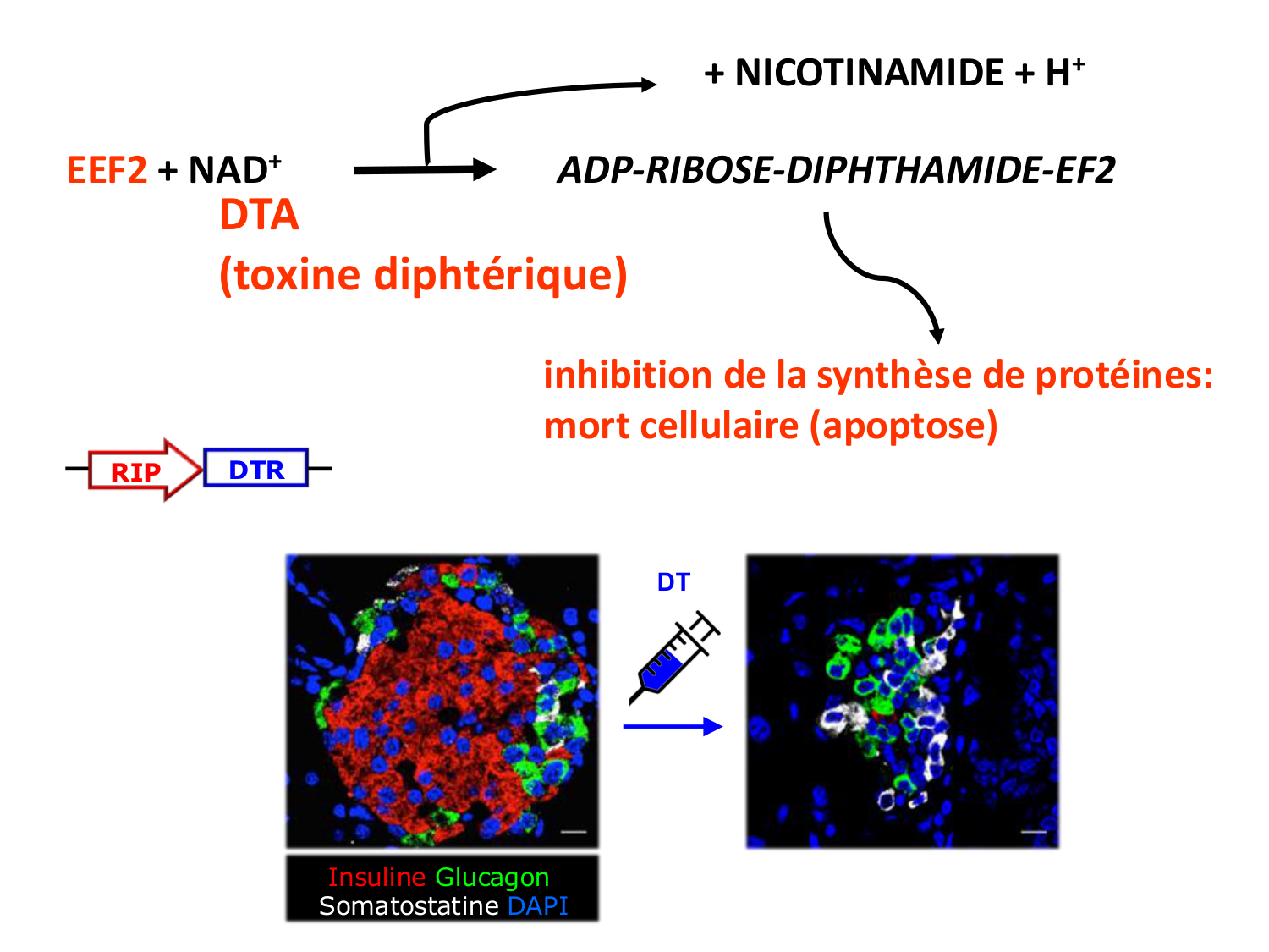 Cellules souches et thérapie cellulaire page 60