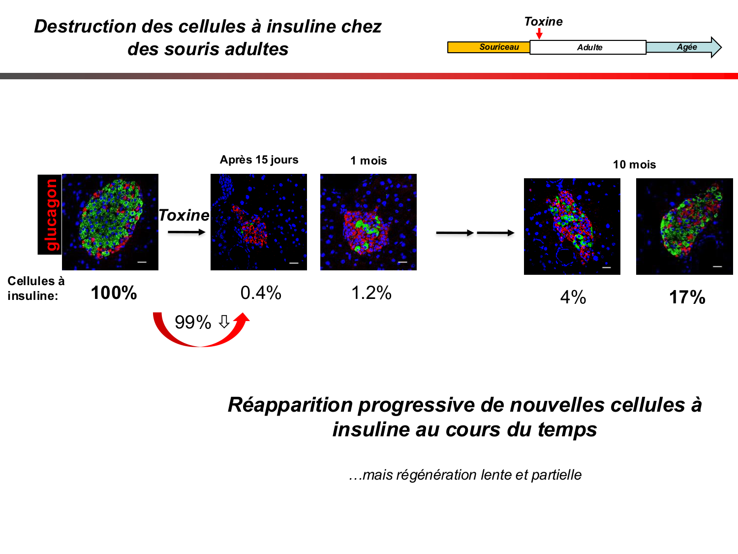 Cellules souches et thérapie cellulaire page 62