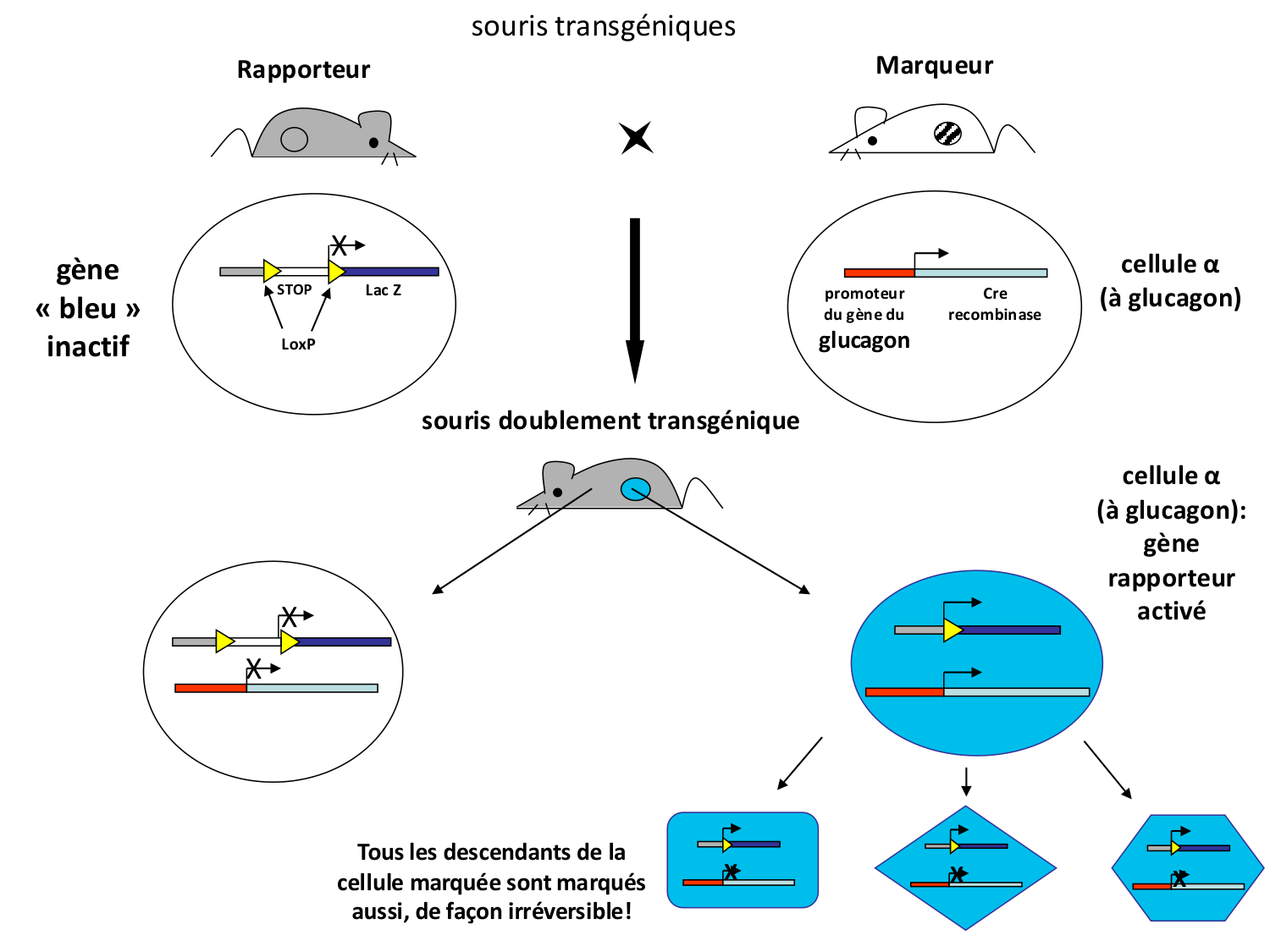 Cellules souches et thérapie cellulaire page 64