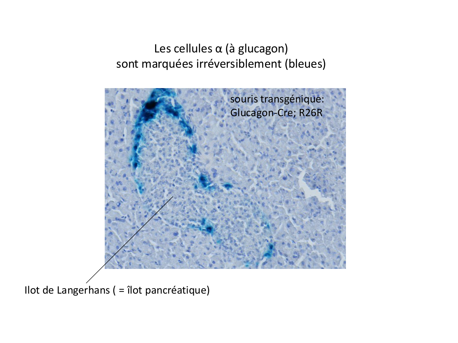Cellules souches et thérapie cellulaire page 65