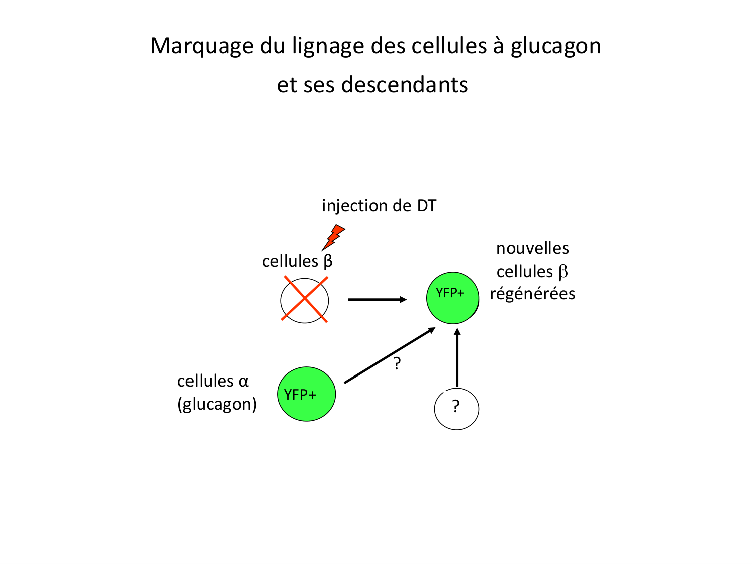 Cellules souches et thérapie cellulaire page 66