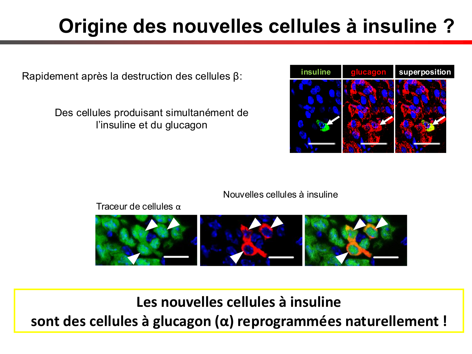 Cellules souches et thérapie cellulaire page 67
