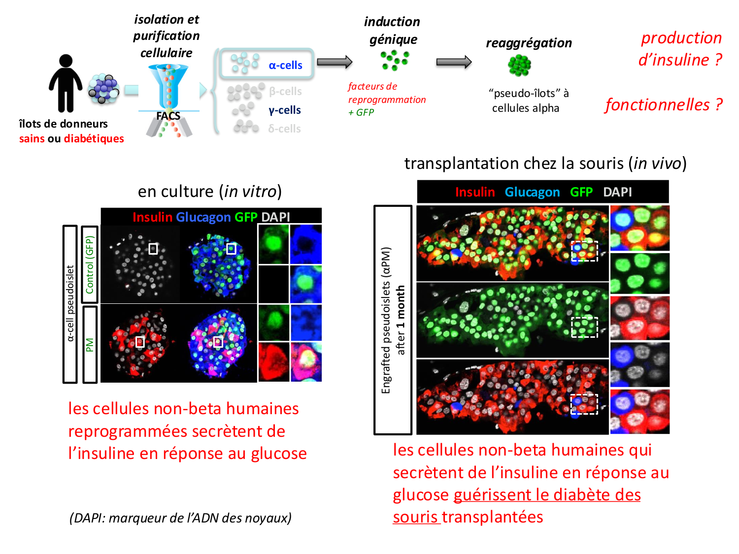 Cellules souches et thérapie cellulaire page 72