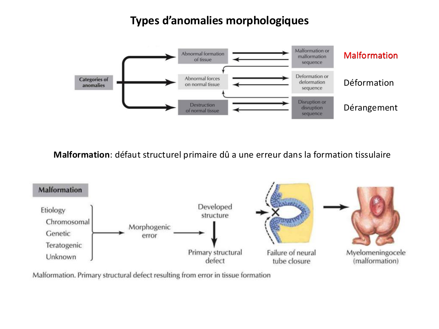 Malformations congénitales page 18