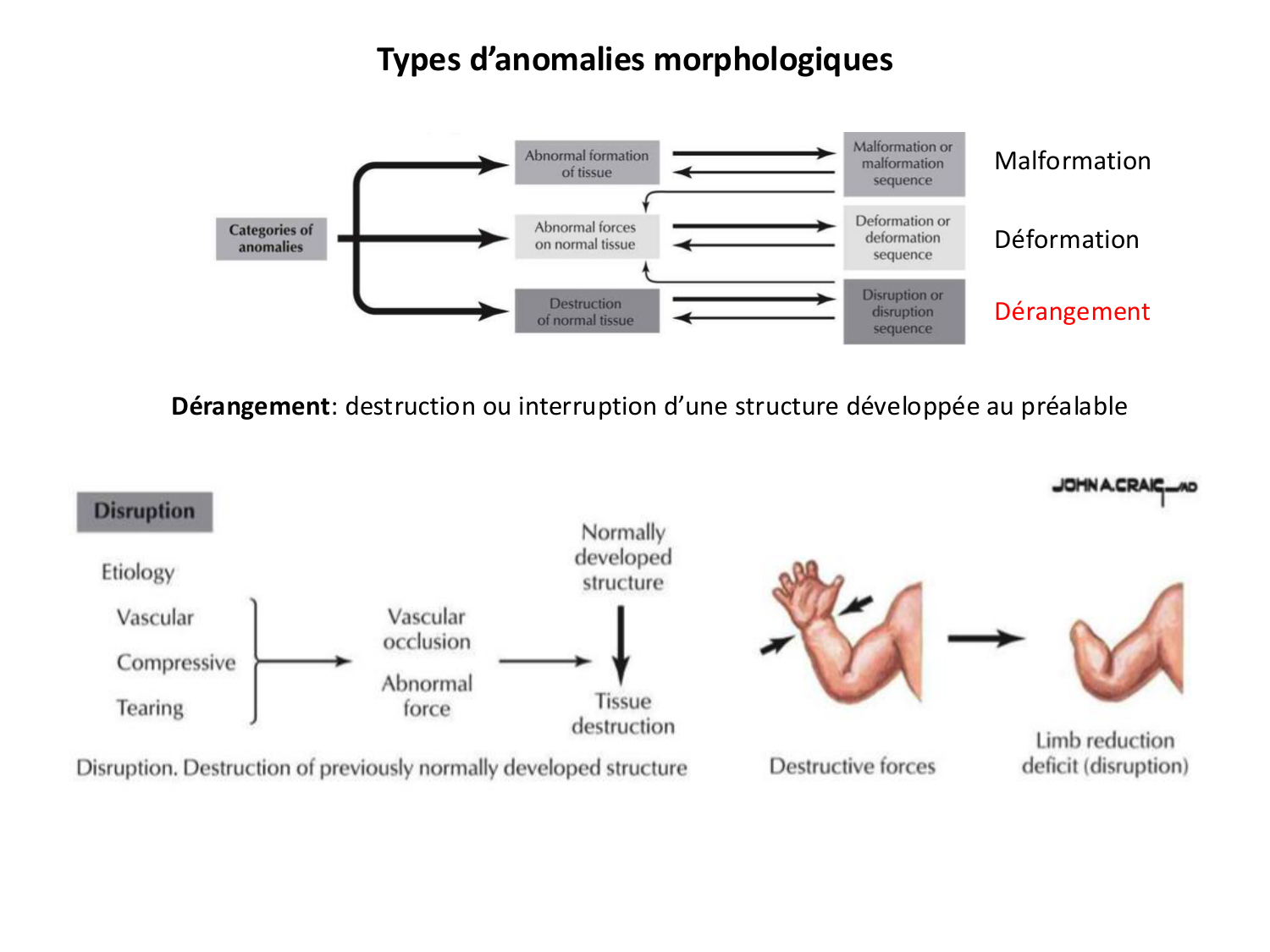 Malformations congénitales page 20