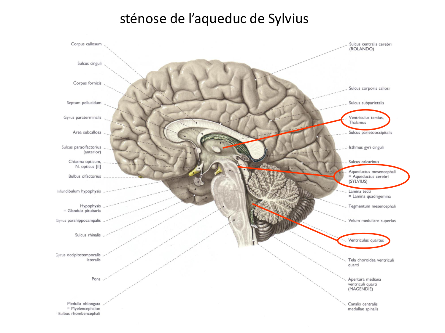 Malformations congénitales page 30