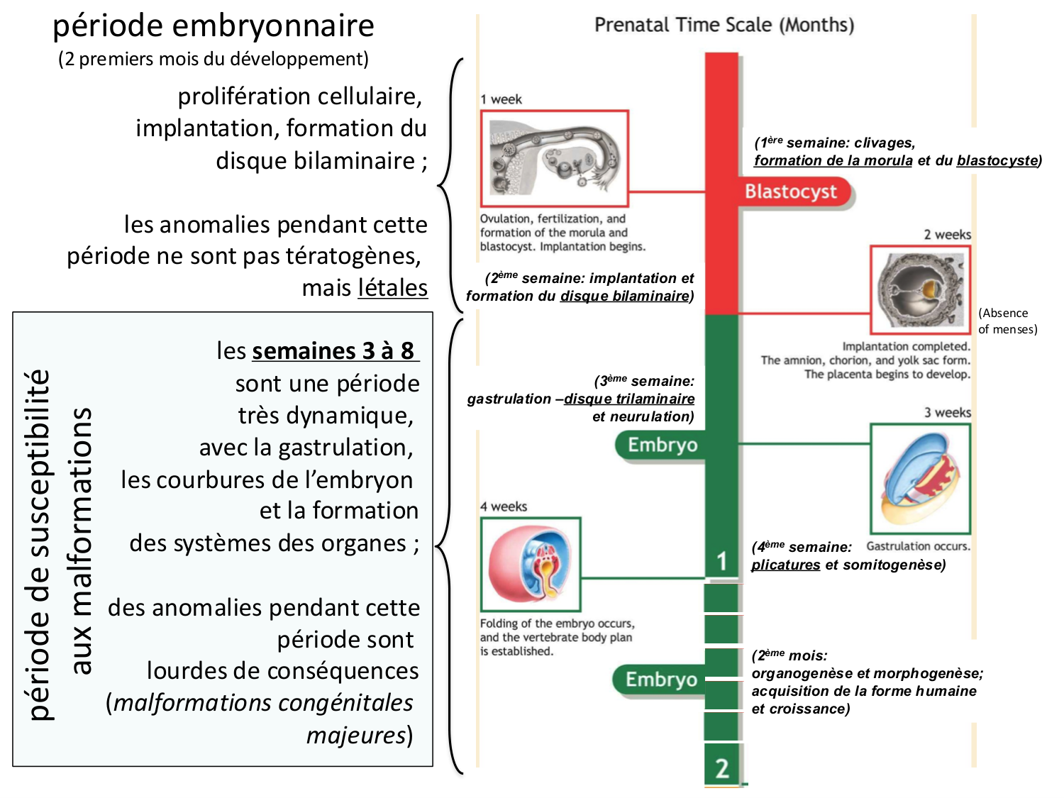 Malformations congénitales page 93