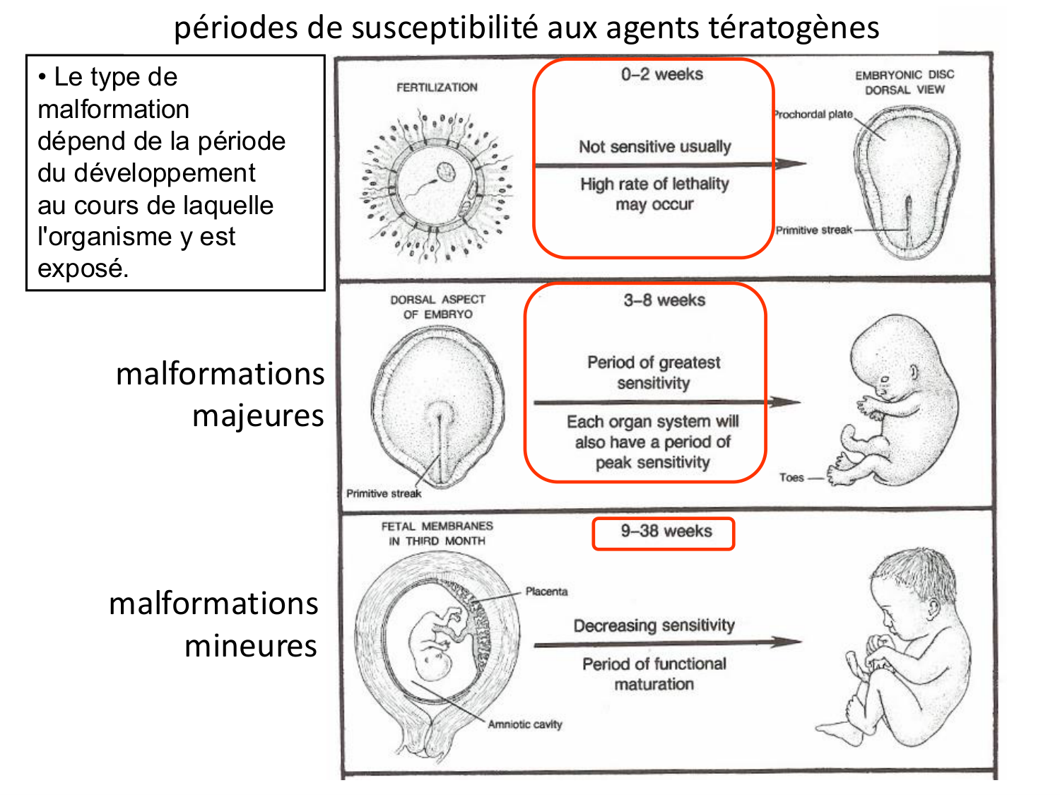 Malformations congénitales page 94