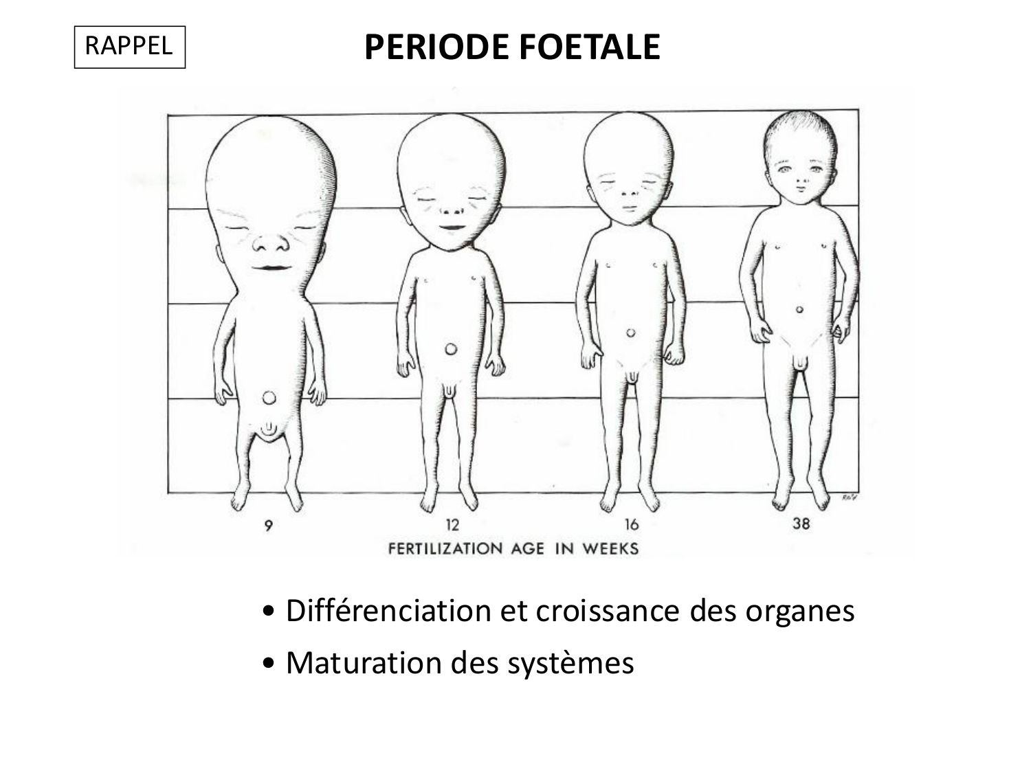 Malformations congénitales page 95