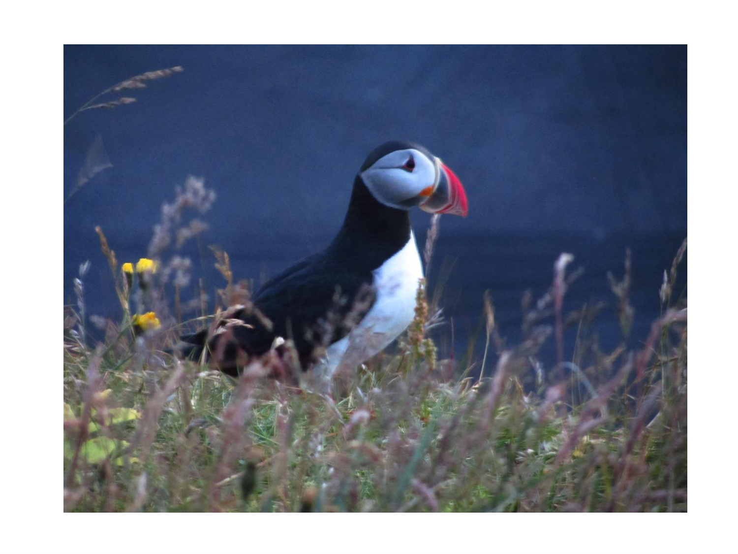 Malformations congénitales page 99