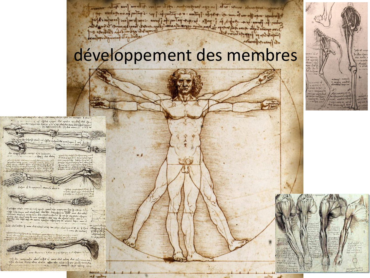 Développement des membres page 1