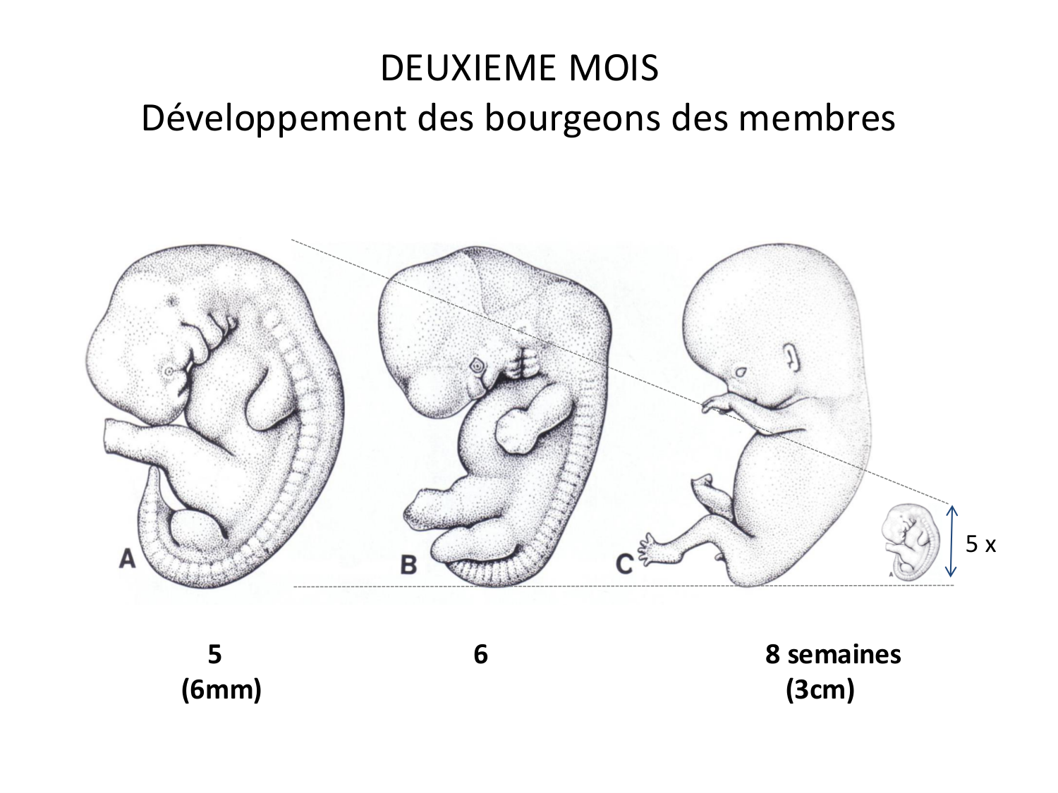 Développement des membres page 2