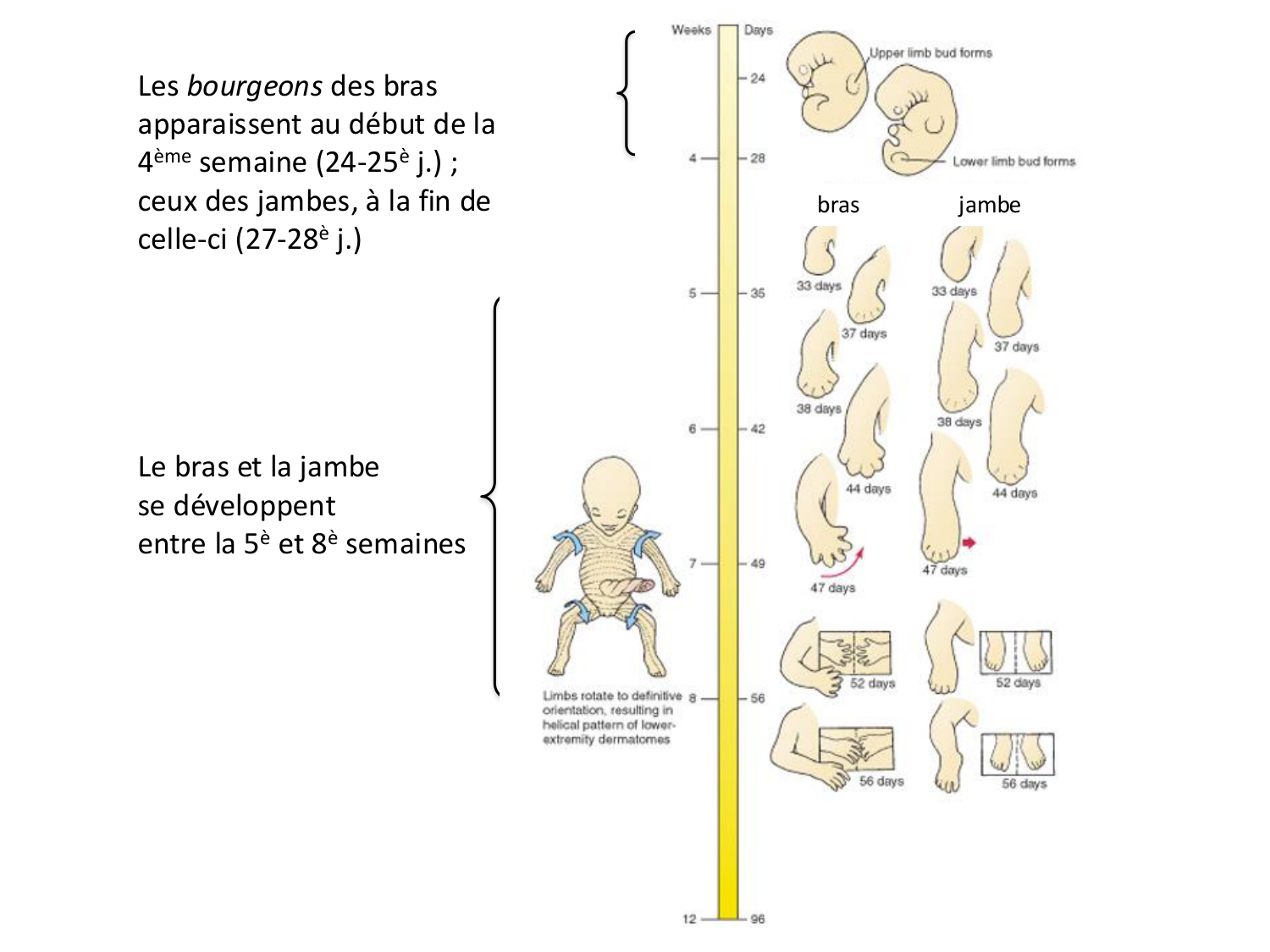 Développement des membres page 3