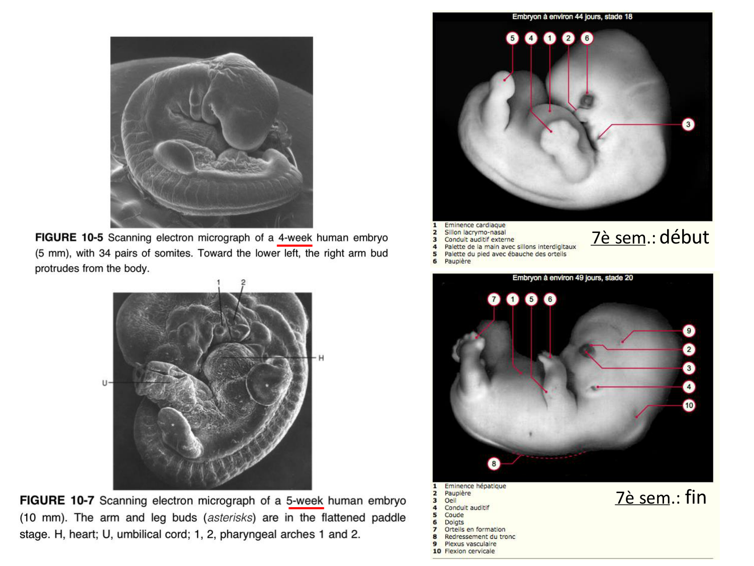 Développement des membres page 4