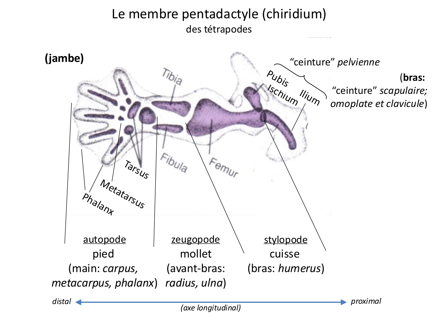 Développement des membres page 5