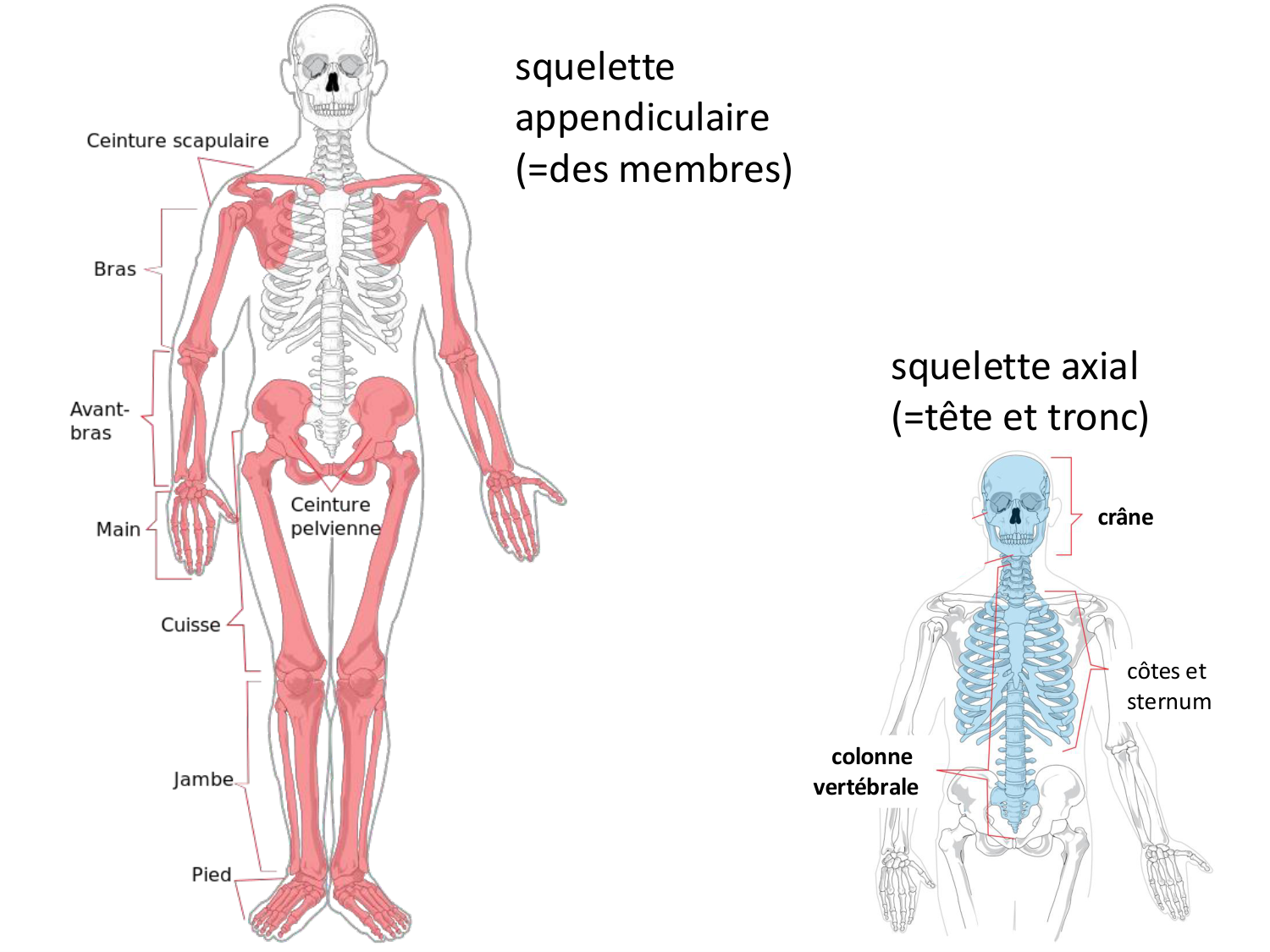 Développement des membres page 6