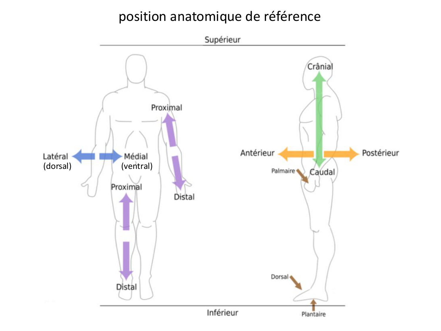 Développement des membres page 7