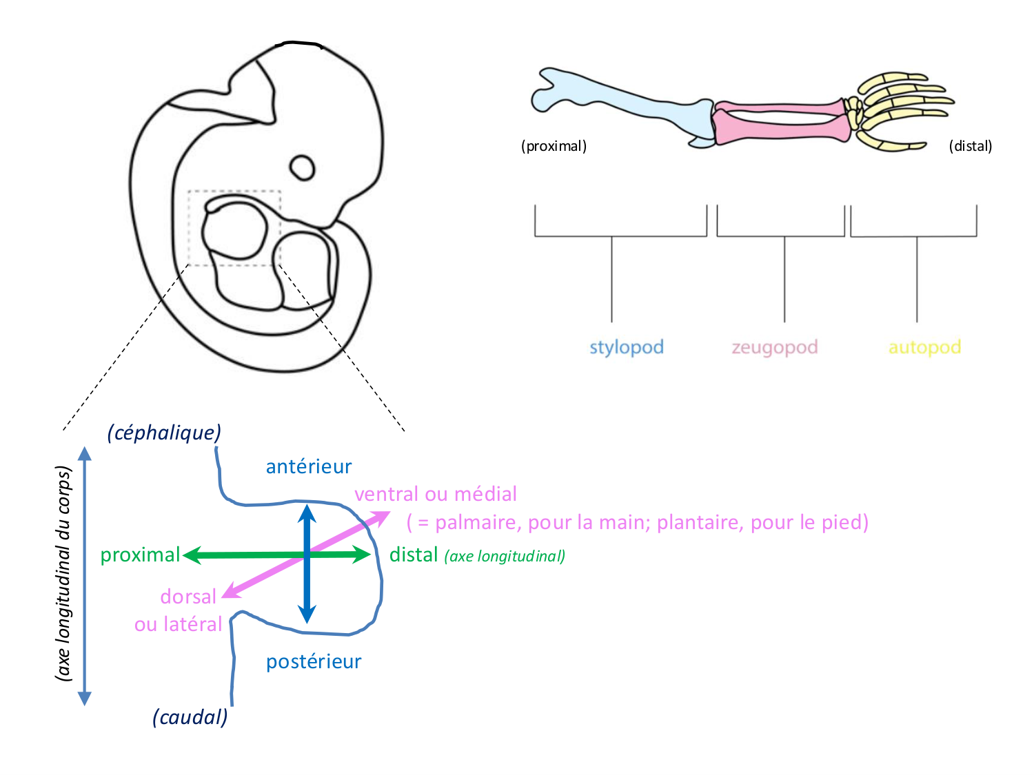 Développement des membres page 8