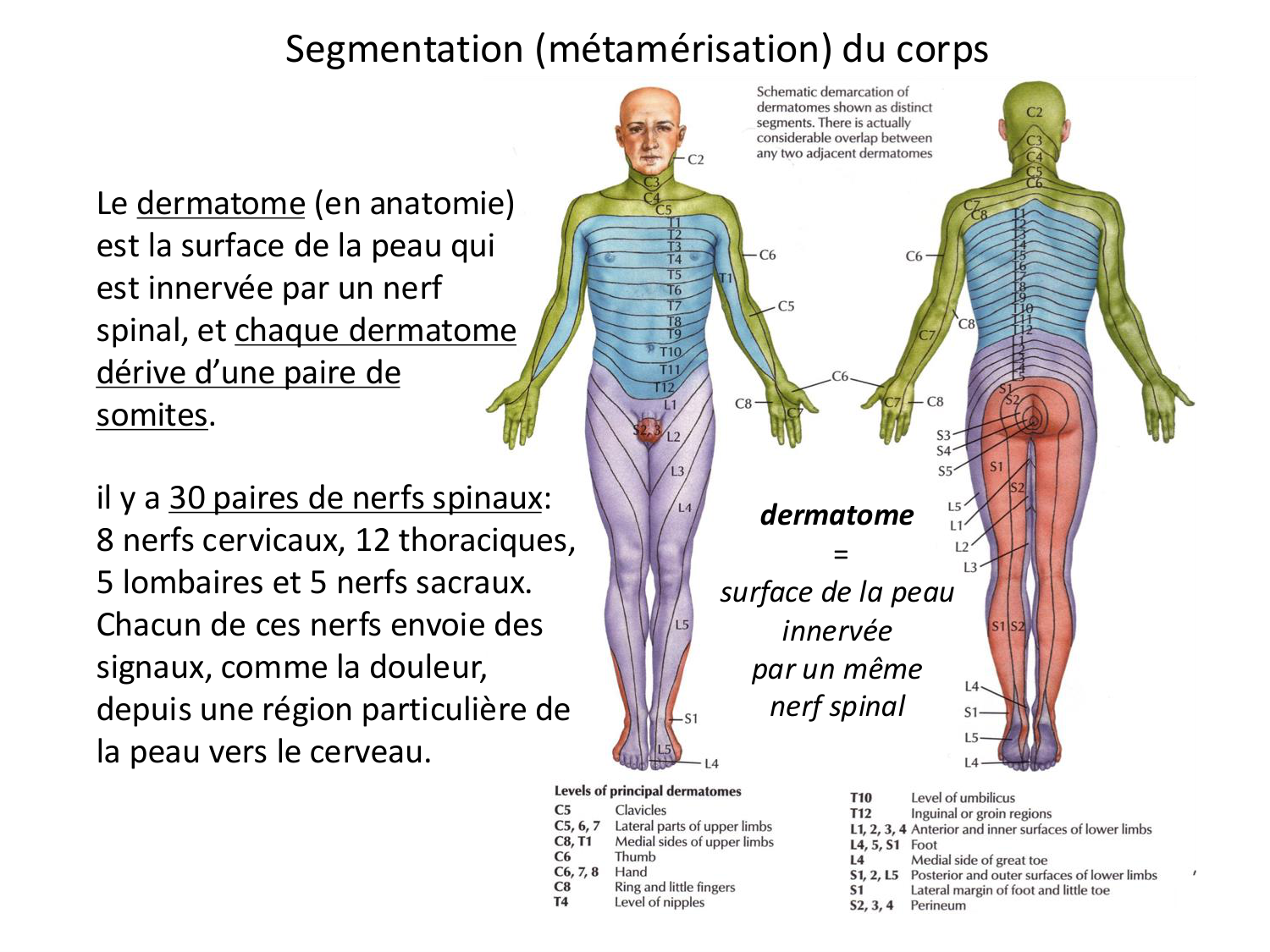 Développement des membres page 9