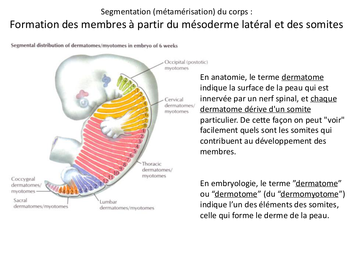 Développement des membres page 10