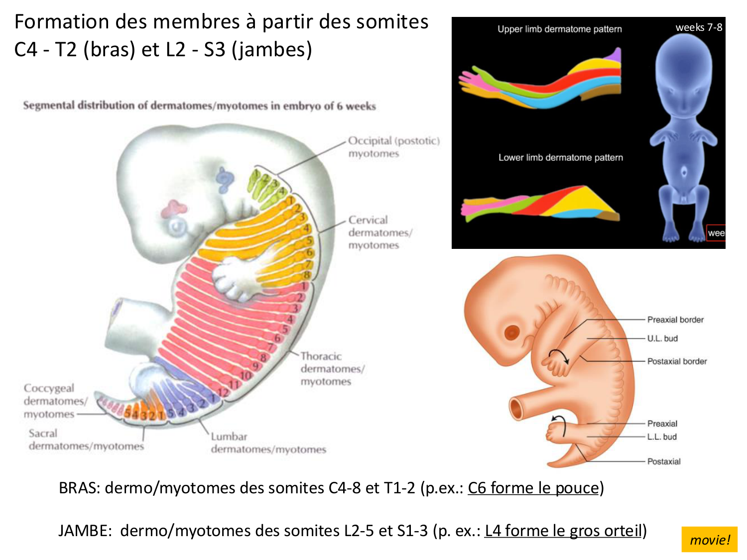 Développement des membres page 11