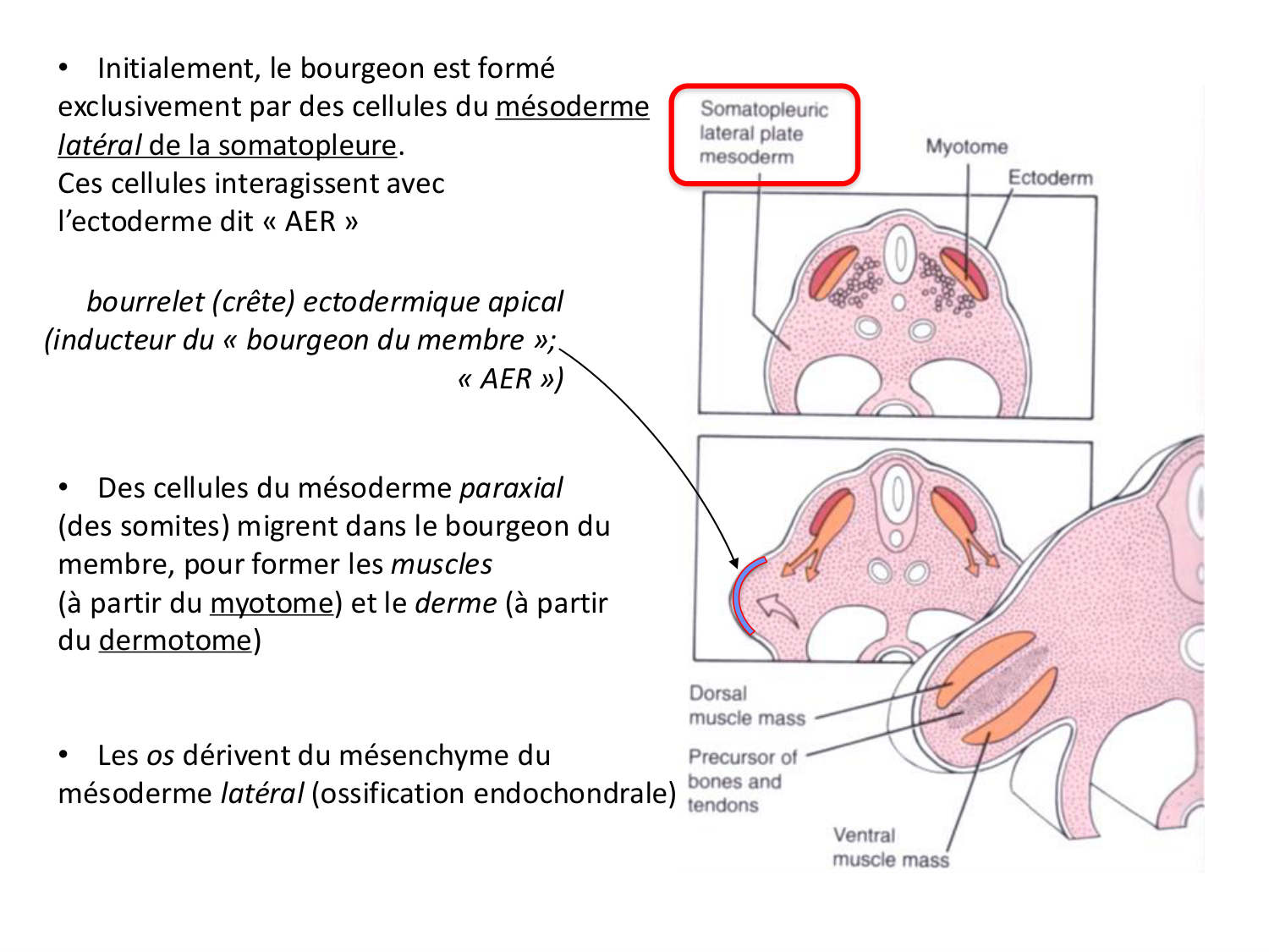 Développement des membres page 12