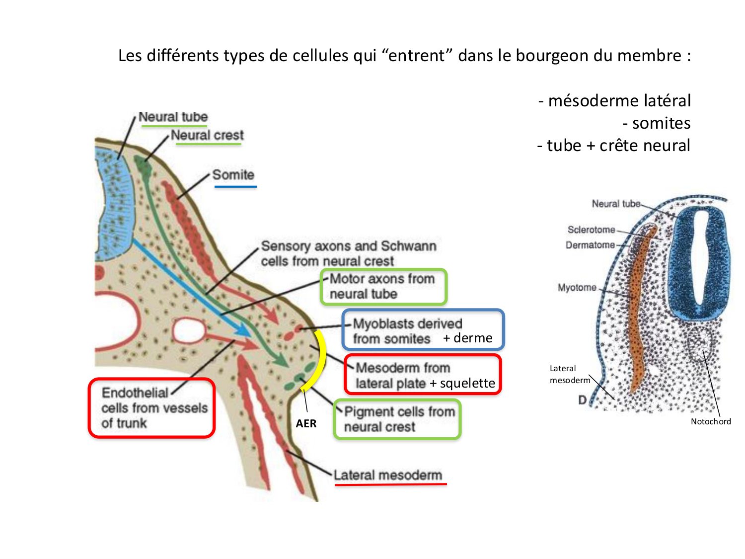 Développement des membres page 13