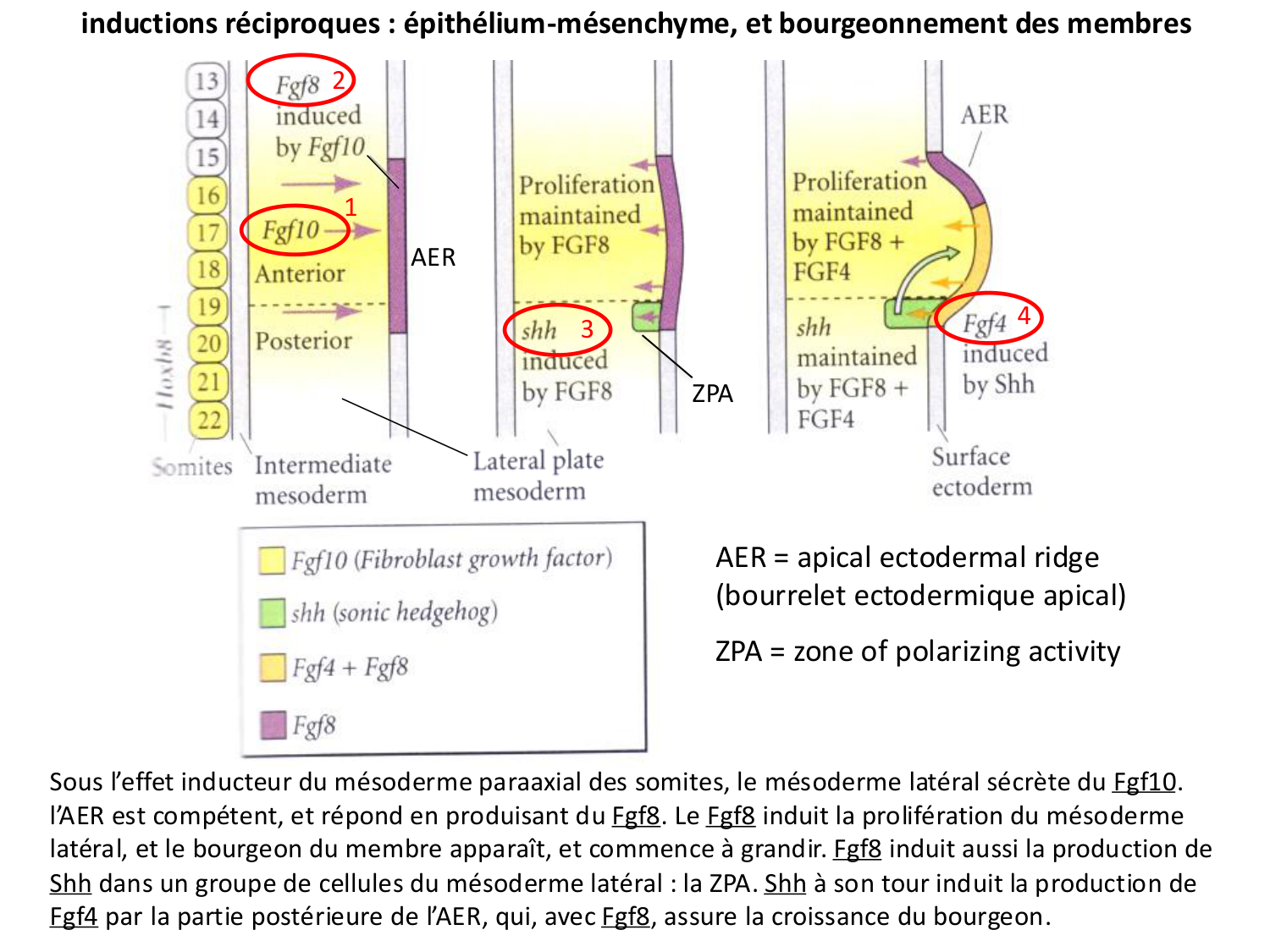 Développement des membres page 14