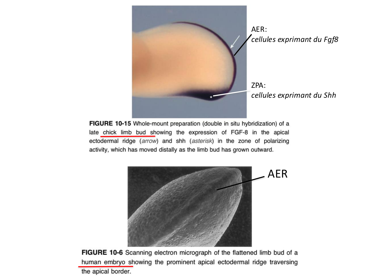 Développement des membres page 15