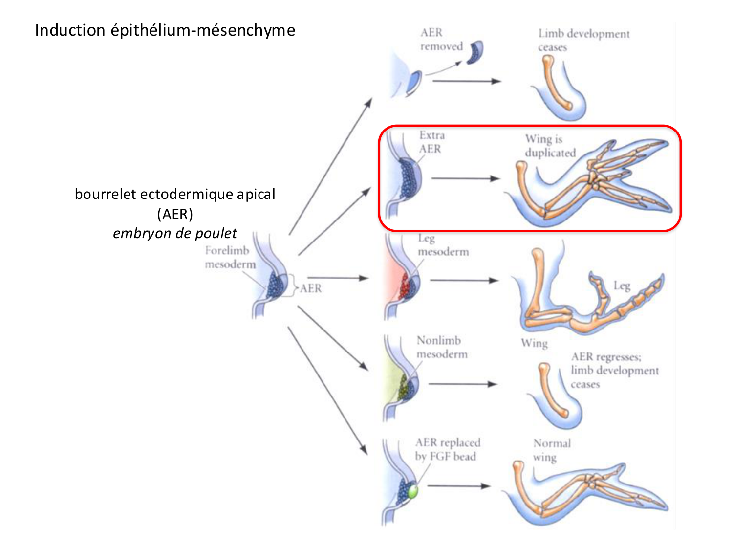 Développement des membres page 16