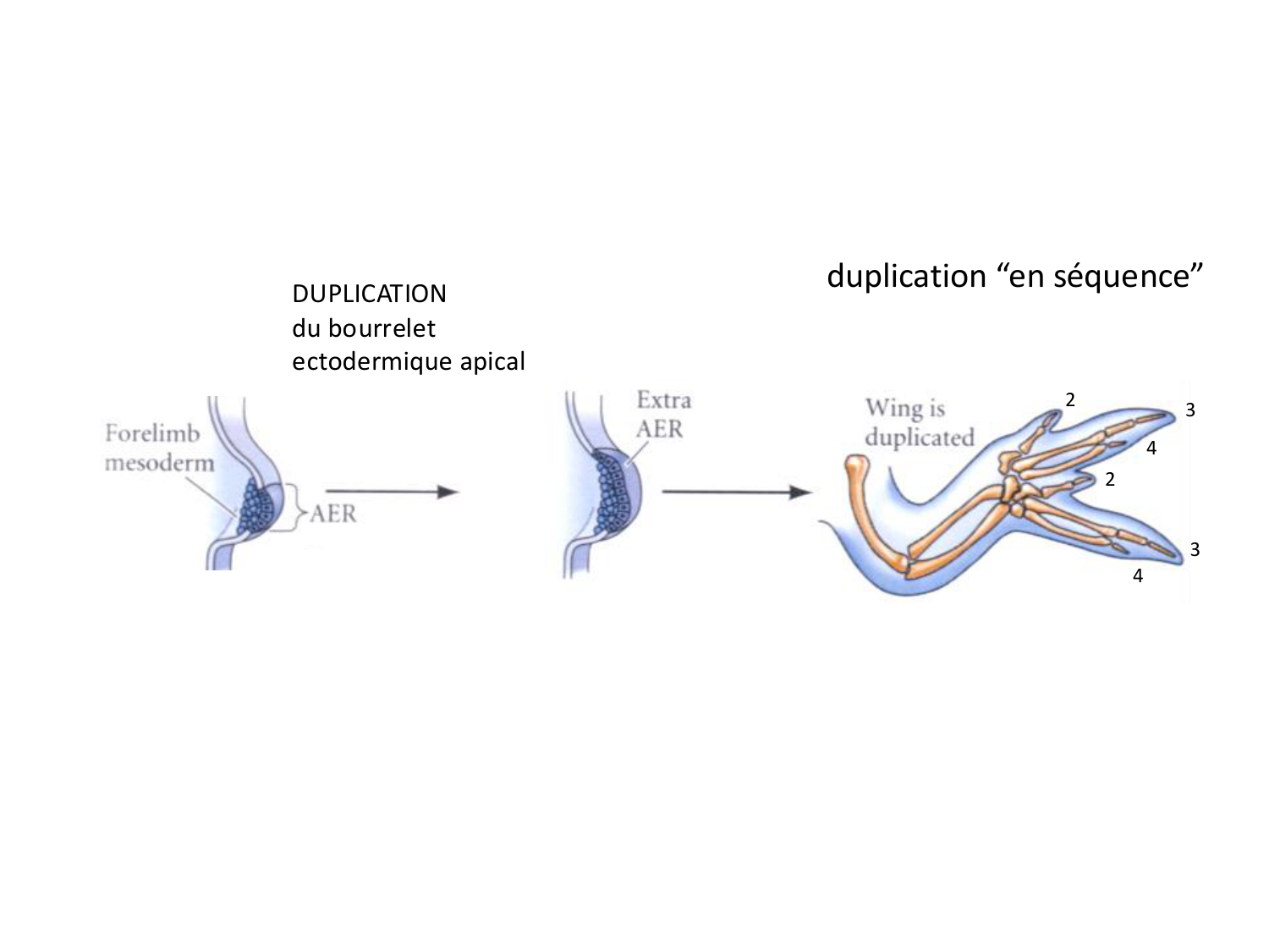 Développement des membres page 17