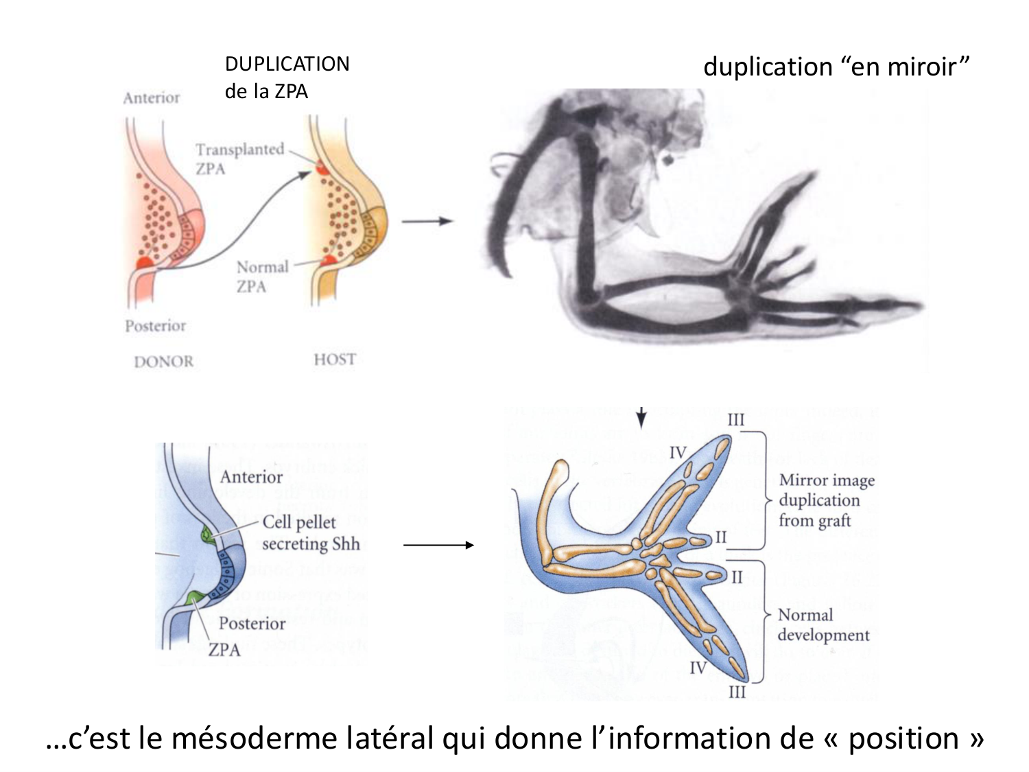 Développement des membres page 18