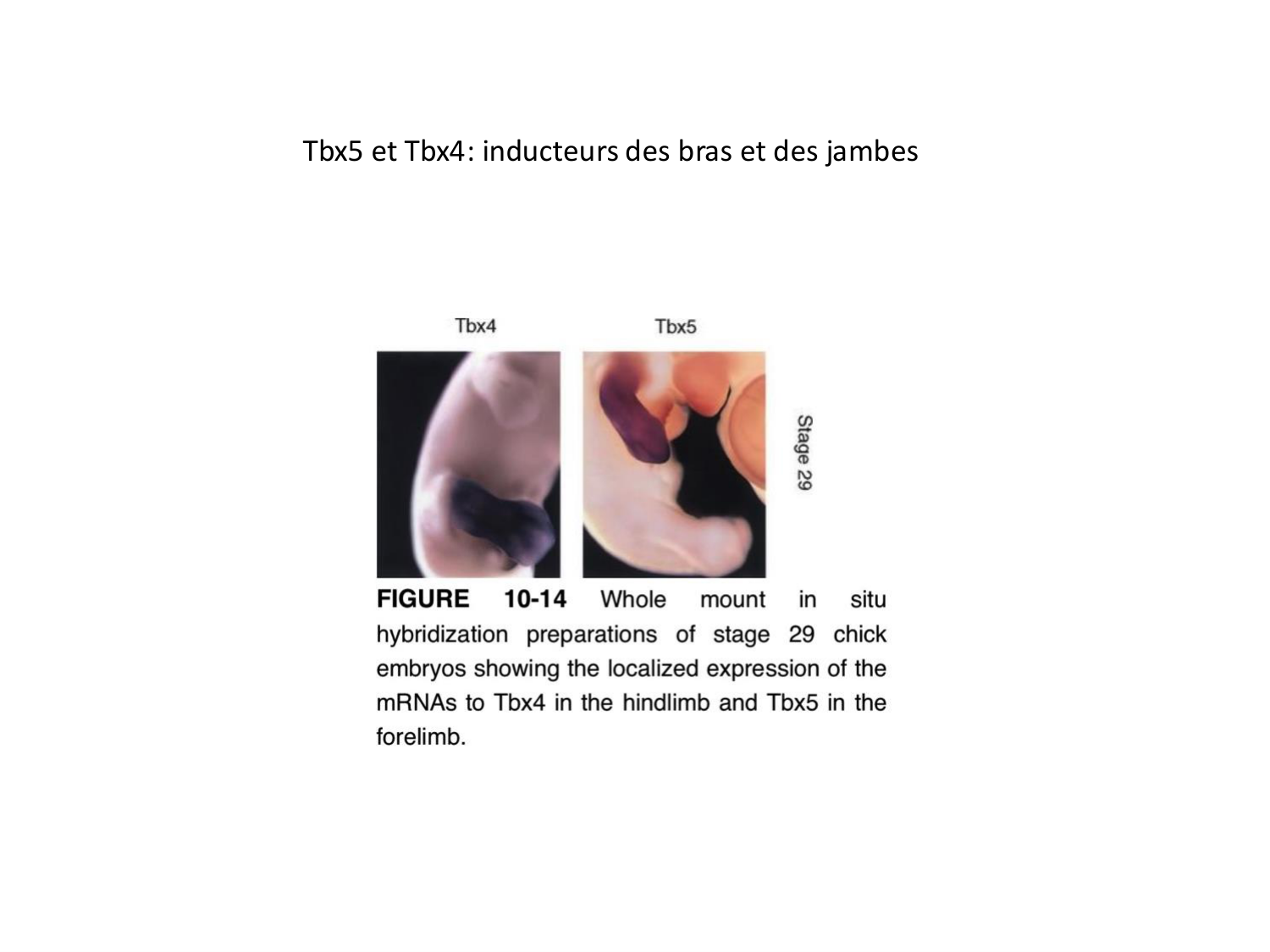 Développement des membres page 21