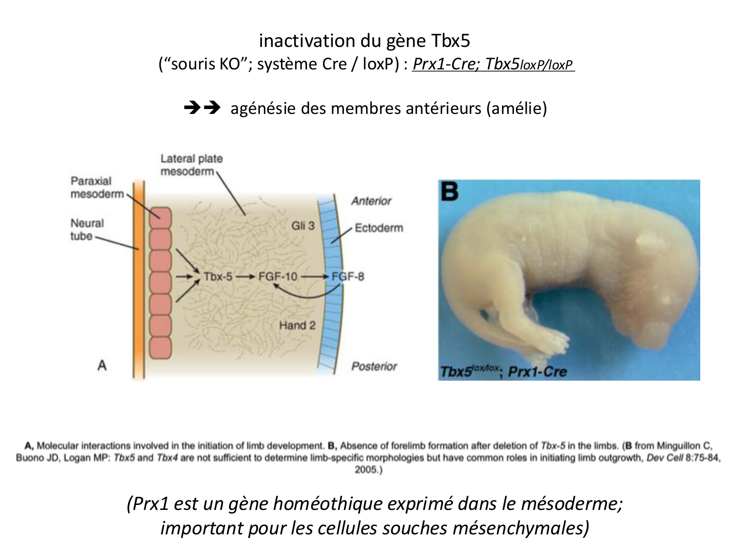 Développement des membres page 22